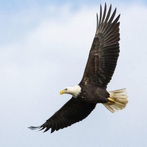 Adler in der schamanischen Ausbildung