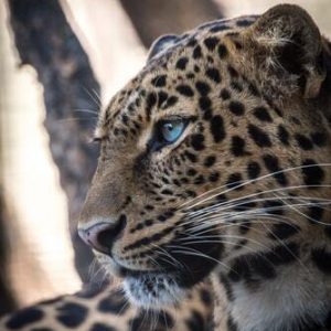 Jaguar in der schamanischen Ausbildung