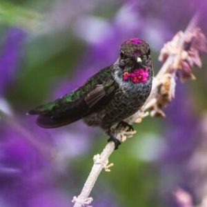 Kolibri in der schamanischen Ausbildung
